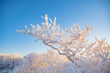 하얀 겨울의 상고대
