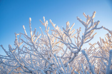 하얀 겨울의 상고대