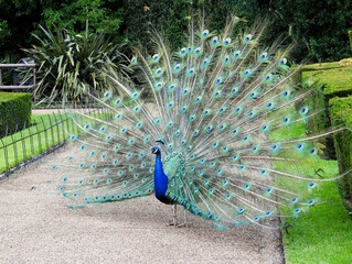Obraz premium The peacock garden at Warwick Castle, UK