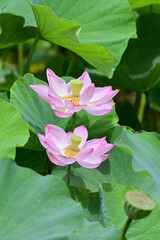 pink lotus flowers in Japan - 376151466