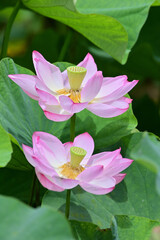 pink lotus flowers in Japan - 376151470
