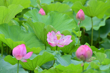 pink lotus flowers in Japan - 376151475