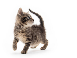 Cute tabby kitten isolated on white