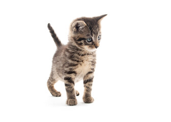 Cute tabby kitten isolated on white