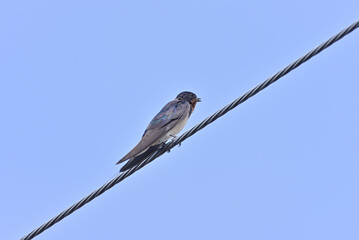Japanese Swallow - 376151677