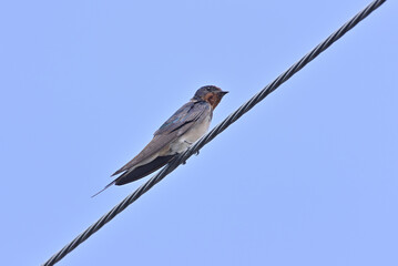 Japanese Swallow - 376151689