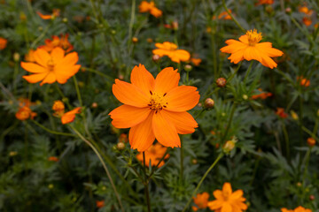 orange flowers in the garden
