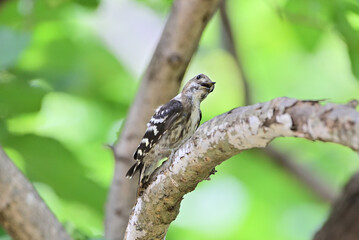 Japanese pygmy woodpecker	 - 376152018