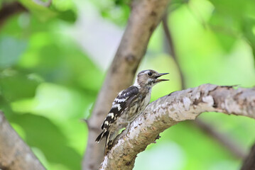 Japanese pygmy woodpecker	 - 376152027