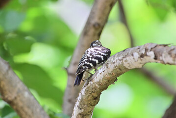 Japanese pygmy woodpecker	 - 376152055