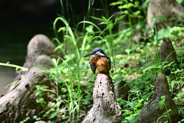 Japanese kingfisher - 376152200