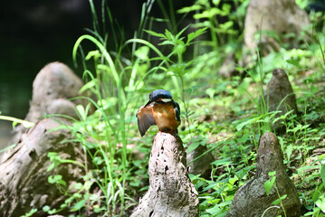 Japanese kingfisher - 376152208