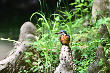 Japanese kingfisher - 376152223