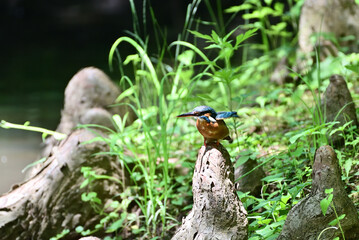 Japanese kingfisher - 376152230