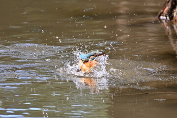 diving kingfisher in Japan - 376152242