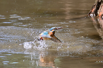 diving kingfisher in Japan - 376152250