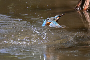 diving kingfisher in Japan - 376152271