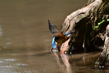 diving kingfisher in Japan - 376152278