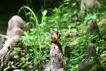 Japanese kingfisher - 376152282