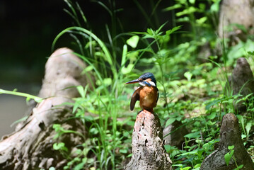 Japanese kingfisher - 376152293