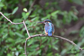 kingfisher on a branch - 376152432