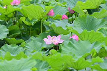 pink lotus flowers in Japan - 376152442