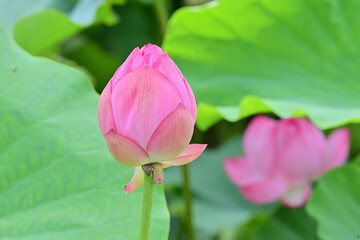 pink lotus flowers in Japan - 376152456