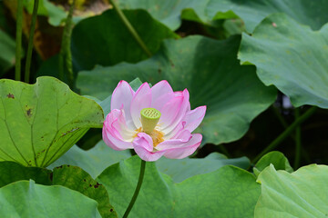 pink lotus flower in Japan - 376152478
