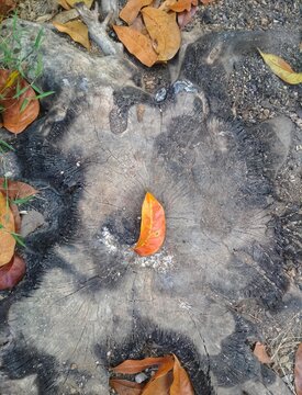 autumn leaves on the death tree