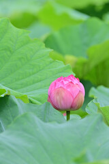 pink lotus flower in Japan - 376152617
