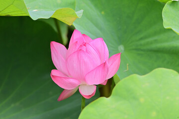pink lotus flower in Japan - 376152645
