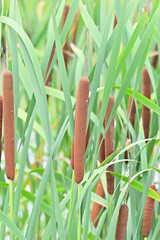 cattail in Japan - 376152812