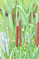 cattail in Japan - 376152865