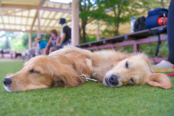 小谷流の里ドギーズアイランド／ゴールデンレトニエル