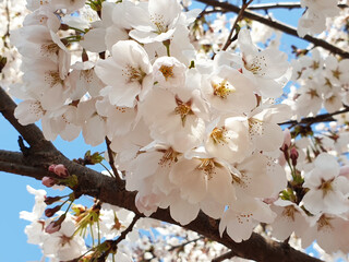 벗꽃 가지의 꽃무리4