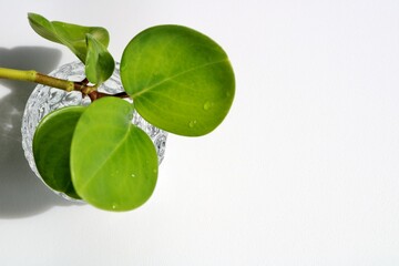 観葉植物　癒し　和む　屋内　白バック