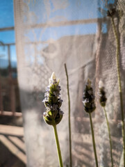 wild flowers in the forest