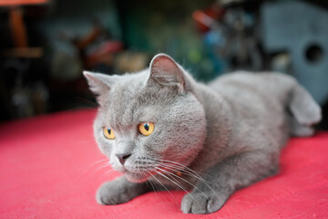 くつろぐ猫
