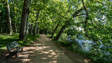  allée boisée bordant le lac du parc de la tête d'Or de Lyon dans le Rhône 