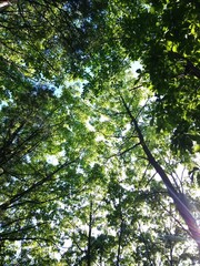 푸른 여름 숲 속 풍경