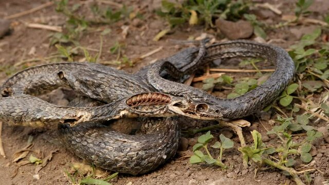 dead snake in the woods
dead animal in the nature
close of the snake
water snake non venom
closeup snake skeleton, death, animals, animal, reptile, reptiles, wild nature, wildlife, forest, garden park