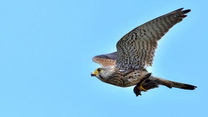 スズメを捕まえて戻ってきた子育て中のチョウゲンボウ成鳥
