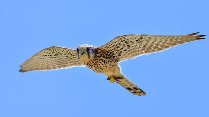 バッタを捕まえて戻ってきた子育て中のチョウゲンボウ成鳥