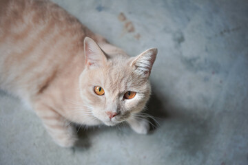 まどろむ猫ちゃん