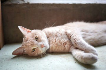 まどろむ猫
