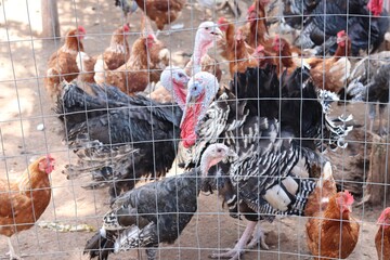 Turkeys and chickens roaming together in a fenced-in enclosure