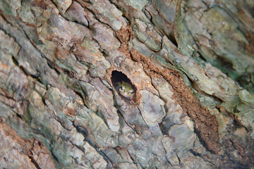 木の穴から顔を出すアマガエル