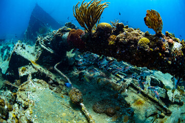 Fototapeta na wymiar Tropical fish hiding among the wreckage of the RMS Rhone wreck
