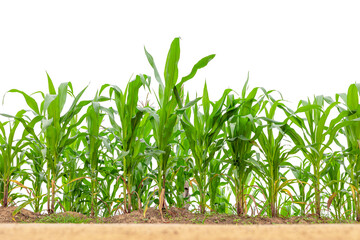 maize field isolated on white background