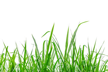 Grass field isolated on white background